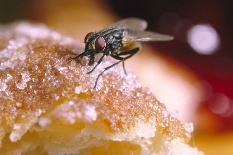 Những cách đuổi và diệt ruồi đơn giản tại nhà – Hiệu quả đến khó tin